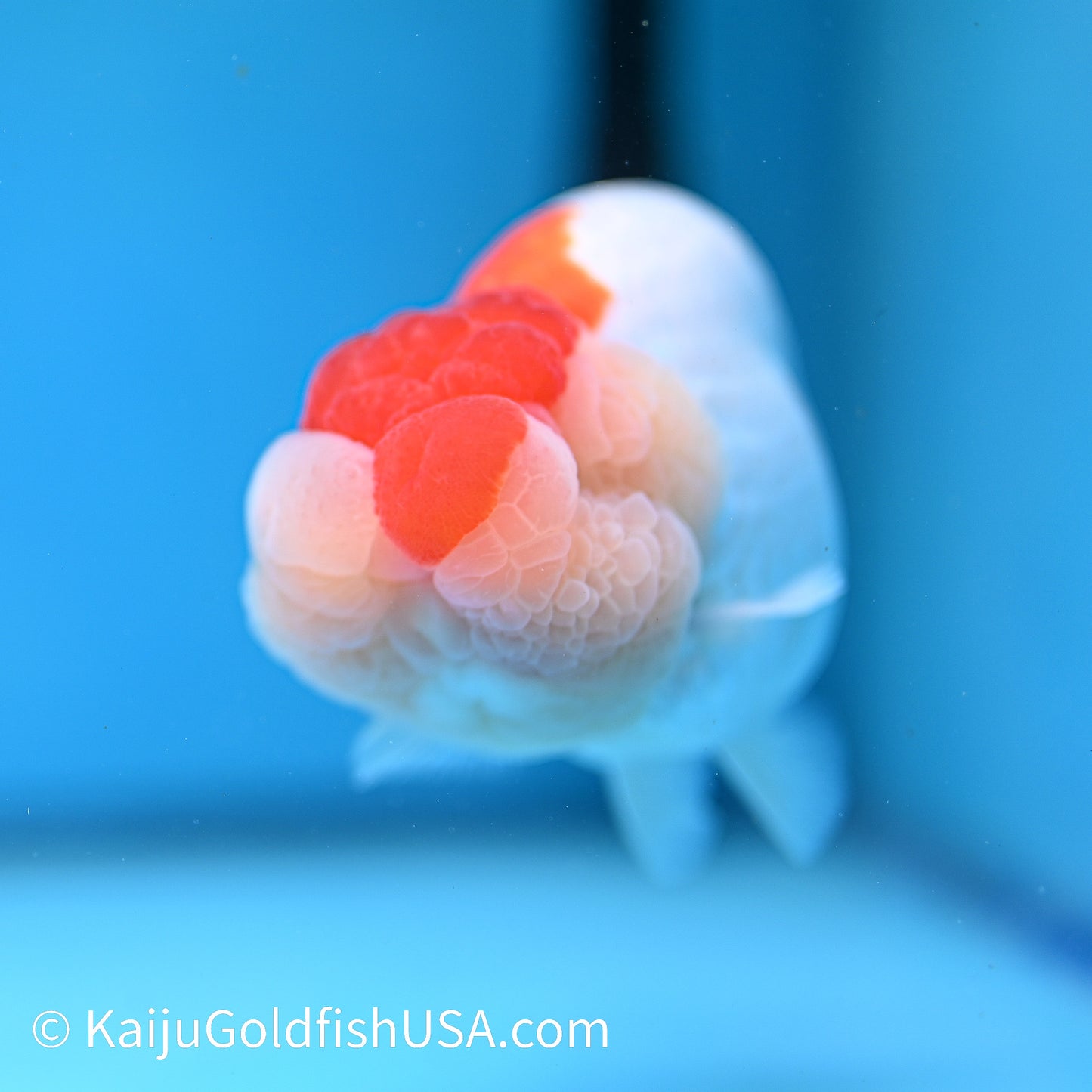 Chubby Cheeks Red White Buffalo Ranchu 4.5 inches (240412_RC05) - Kaiju Goldfish USA