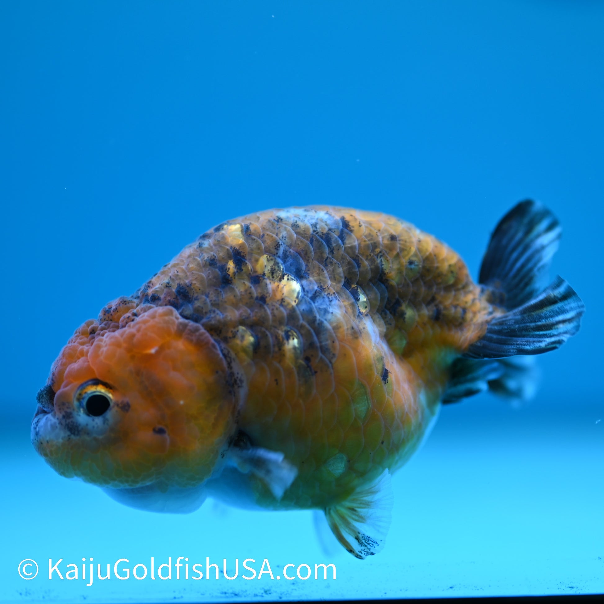 Red Calico Ranchu 3.5-4 inches (240308_RC05) - Kaiju Goldfish USA