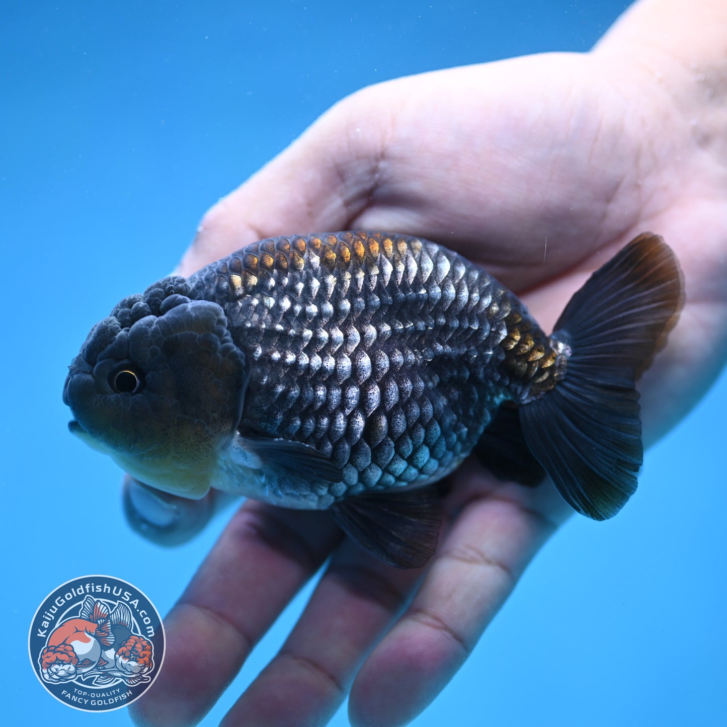 Platinum / Sapphire Ranchu 4 inch Body (250905_RC05)