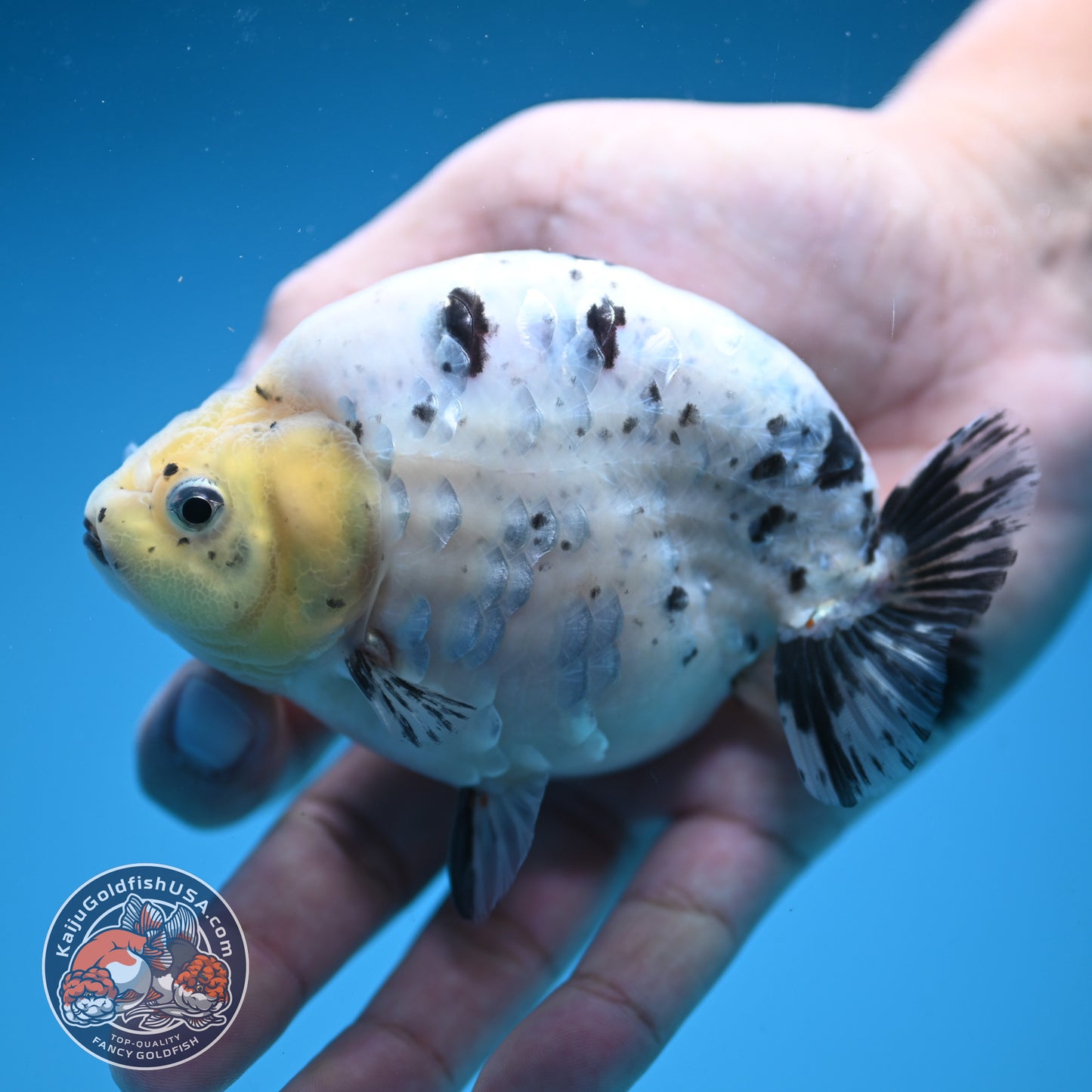 Panda / Cow Ranchu 4 inch Body (250822_RC05)