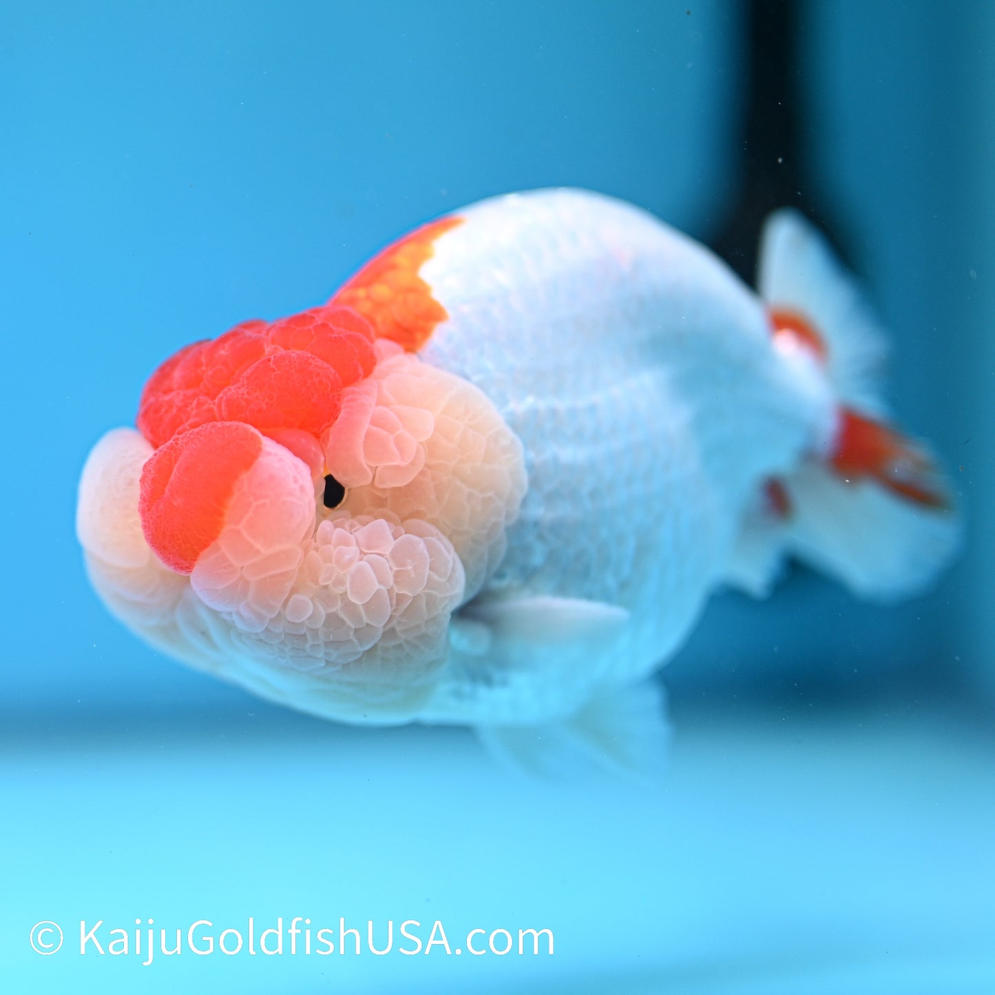 Chubby Cheeks Red White Buffalo Ranchu 4.5 inches (240412_RC05) - Kaiju Goldfish USA