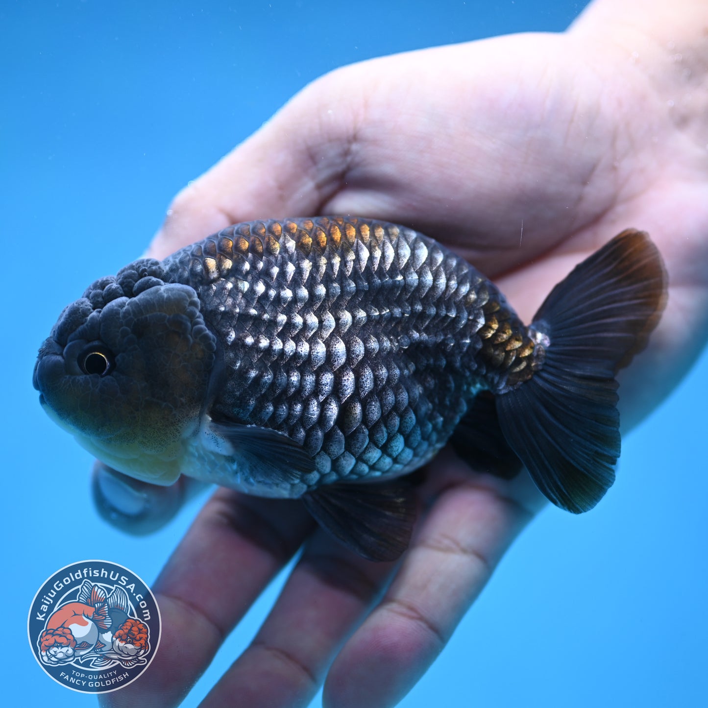 Platinum / Sapphire Ranchu 4 inch Body (250905_RC05)
