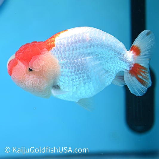 Chubby Cheeks Red White Buffalo Ranchu 4.5 inches (240412_RC05) - Kaiju Goldfish USA
