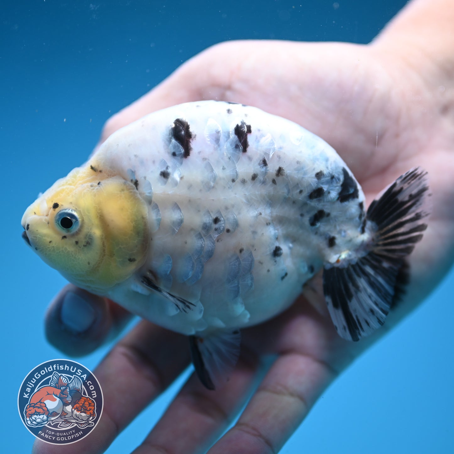 Panda / Cow Ranchu 4 inch Body (250822_RC05)