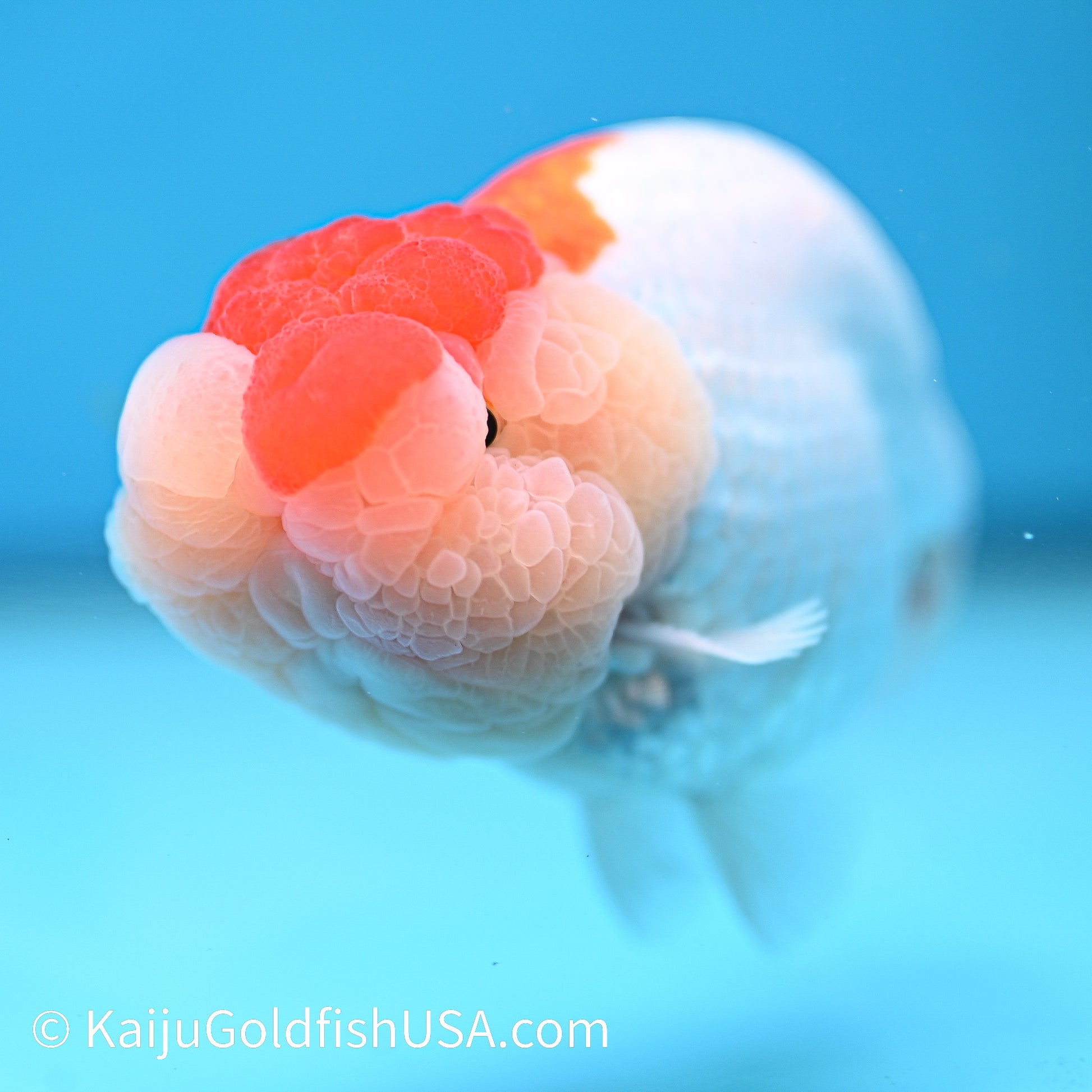 Chubby Cheeks Red White Buffalo Ranchu 4.5 inches (240412_RC05) - Kaiju Goldfish USA