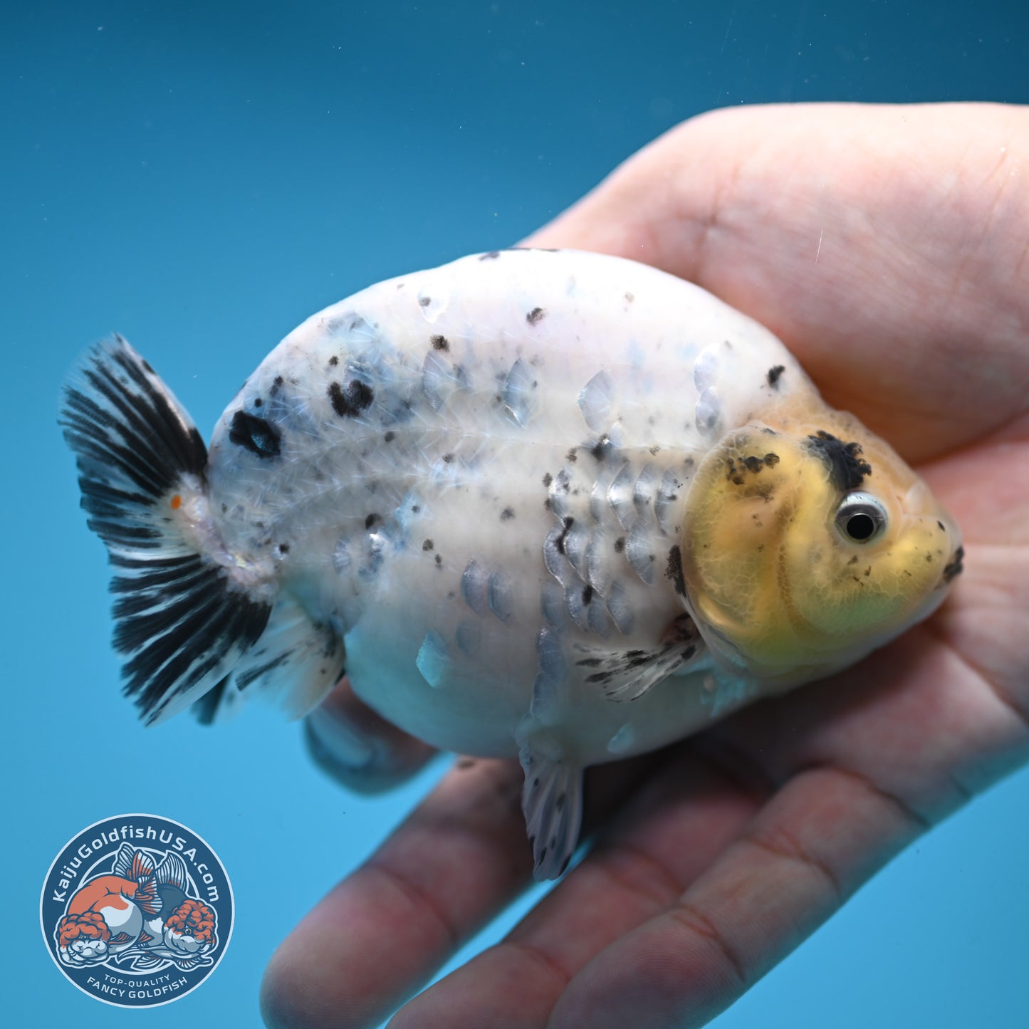 Panda / Cow Ranchu 4 inch Body (250822_RC05)