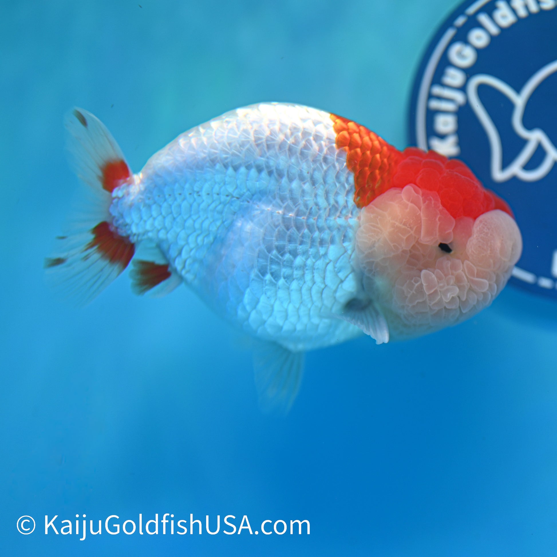 Chubby Cheeks Red White Buffalo Ranchu 4.5 inches (240412_RC05) - Kaiju Goldfish USA