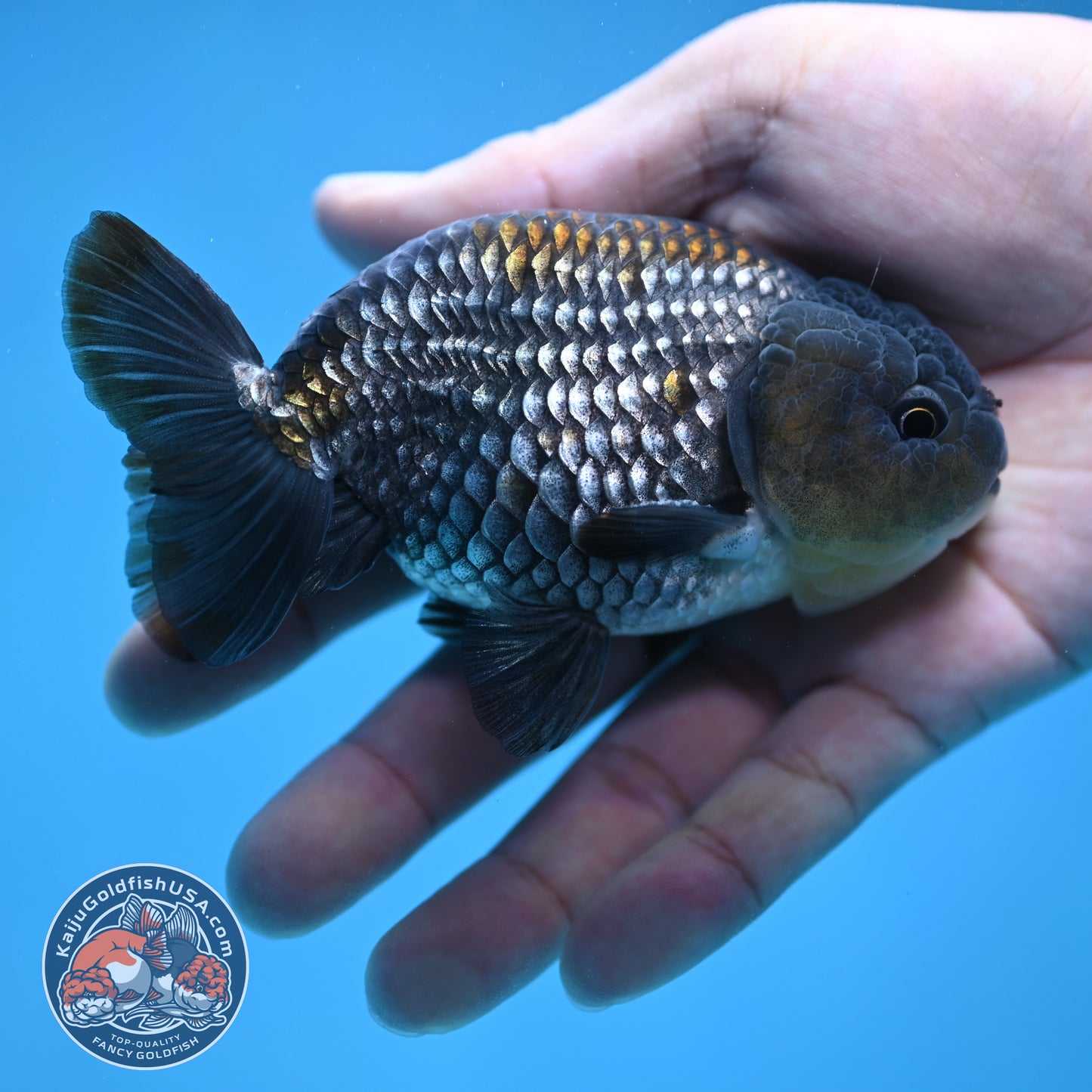 Platinum / Sapphire Ranchu 4 inch Body (250905_RC05)