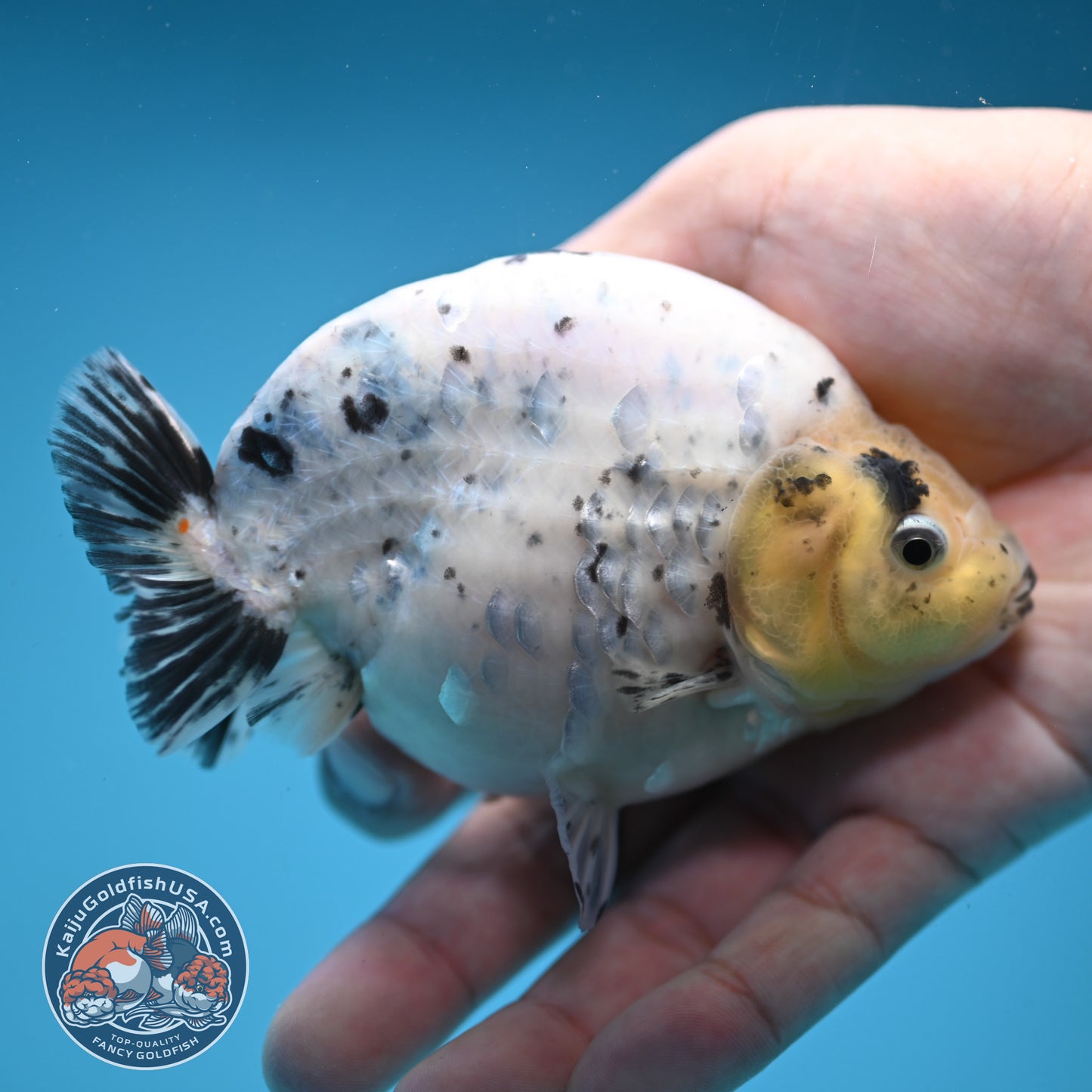 Panda / Cow Ranchu 4 inch Body (250822_RC05)