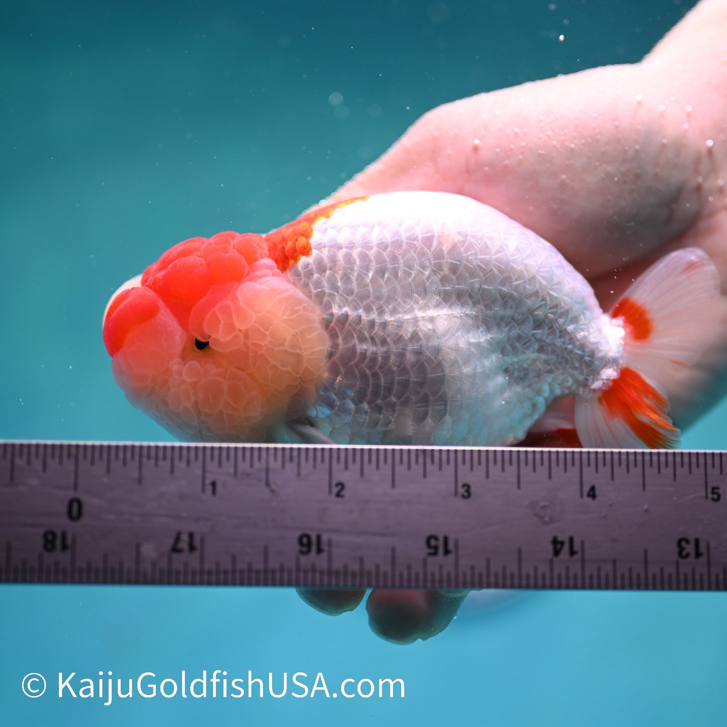 Chubby Cheeks Red White Buffalo Ranchu 4.5 inches (240412_RC05) - Kaiju Goldfish USA