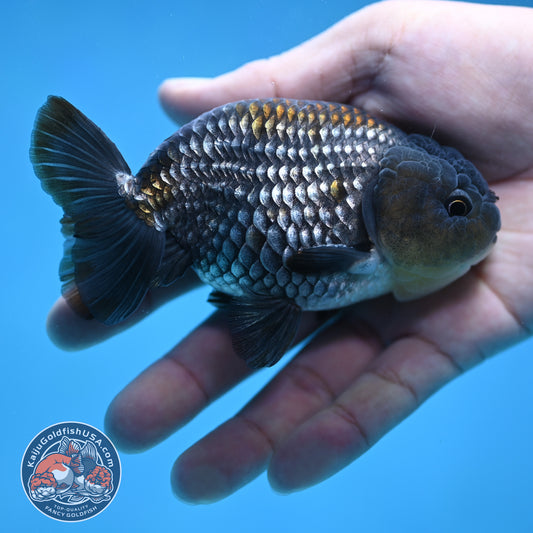 Platinum / Sapphire Ranchu 4 inch Body (250905_RC05)