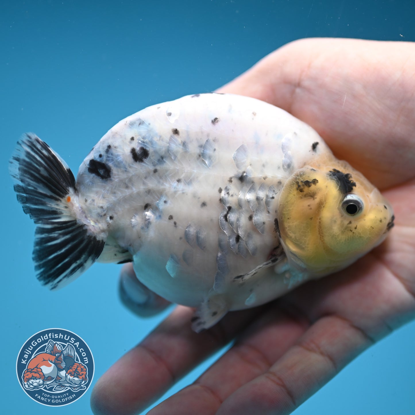 Panda / Cow Ranchu 4 inch Body (250822_RC05)