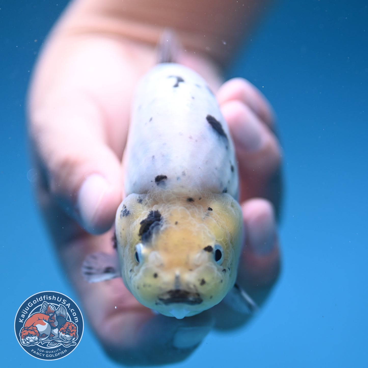 Panda / Cow Ranchu 4 inch Body (250822_RC05)