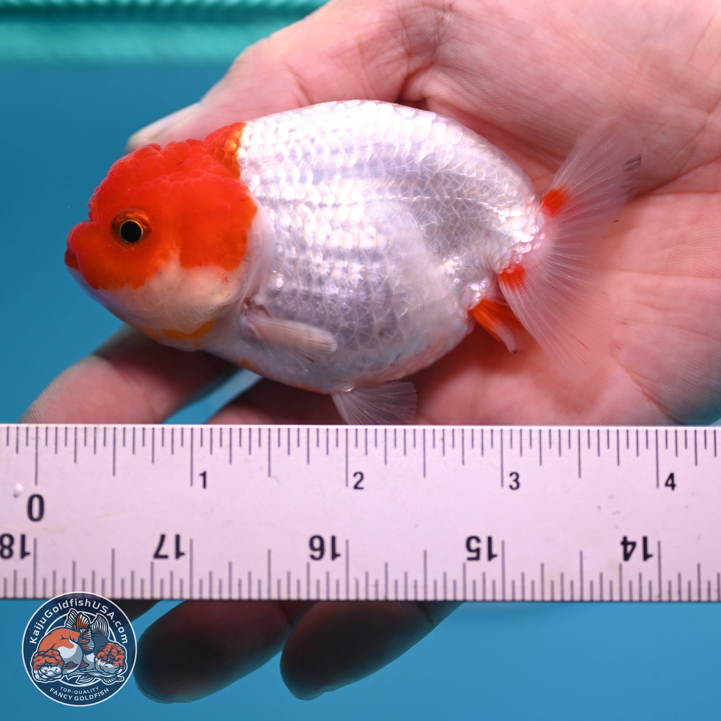 2 Pack Ranchu  3-3.5 inches - Unsexed (241129_RC05) - Kaiju Goldfish USA