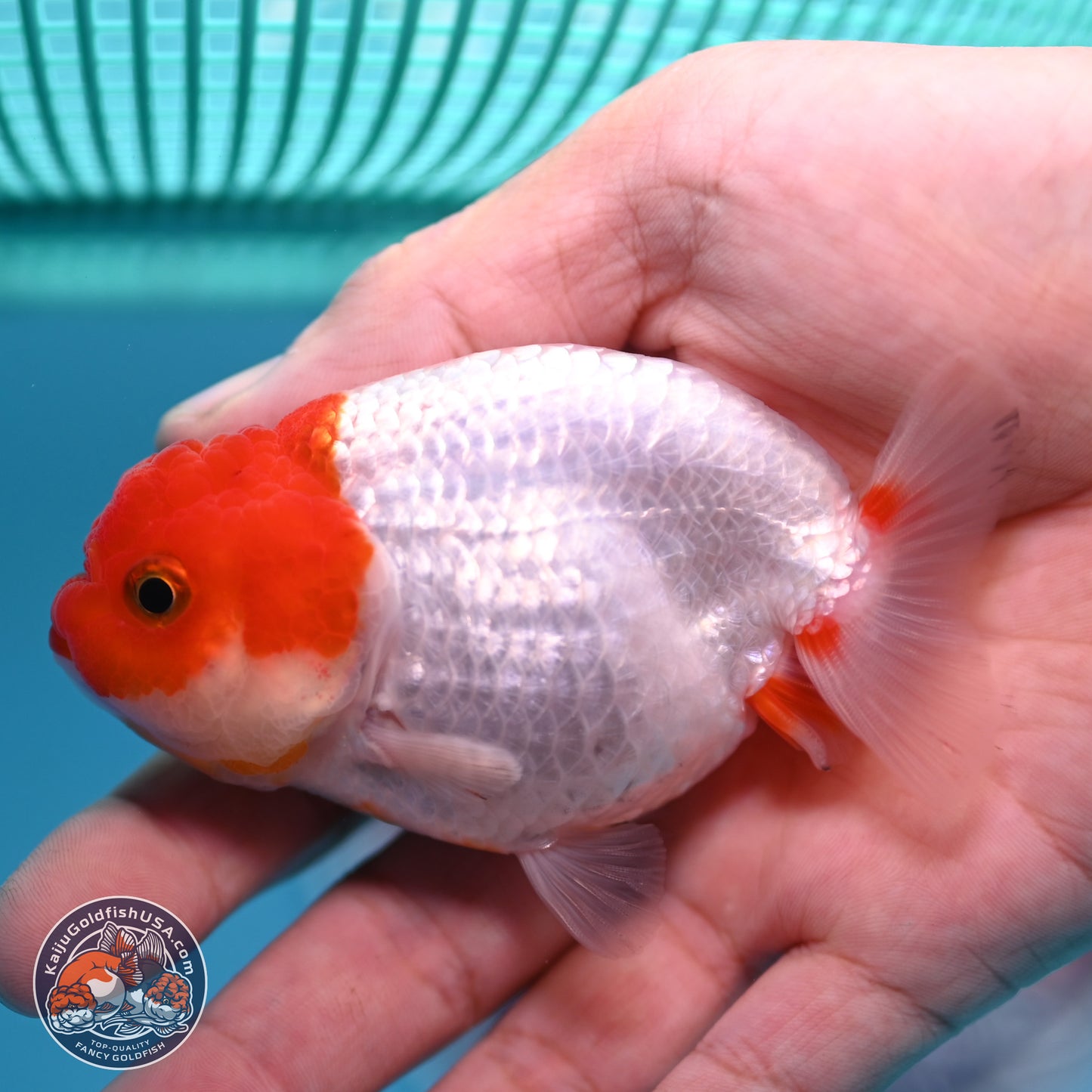 2 Pack Ranchu  3-3.5 inches - Unsexed (241129_RC05) - Kaiju Goldfish USA