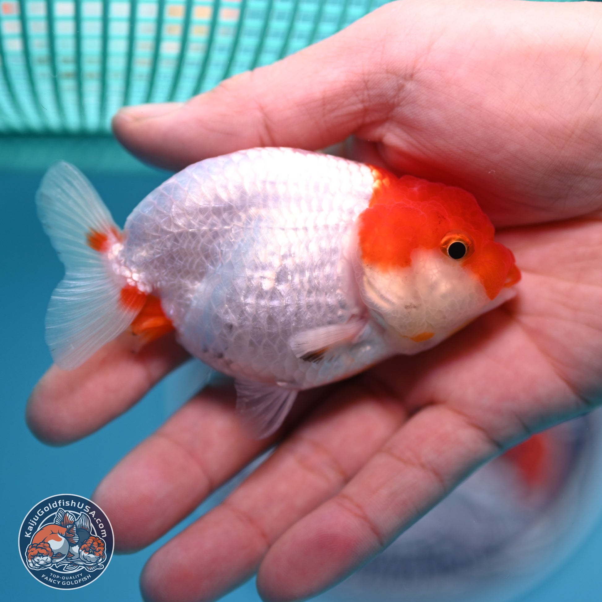 2 Pack Ranchu  3-3.5 inches - Unsexed (241129_RC05) - Kaiju Goldfish USA