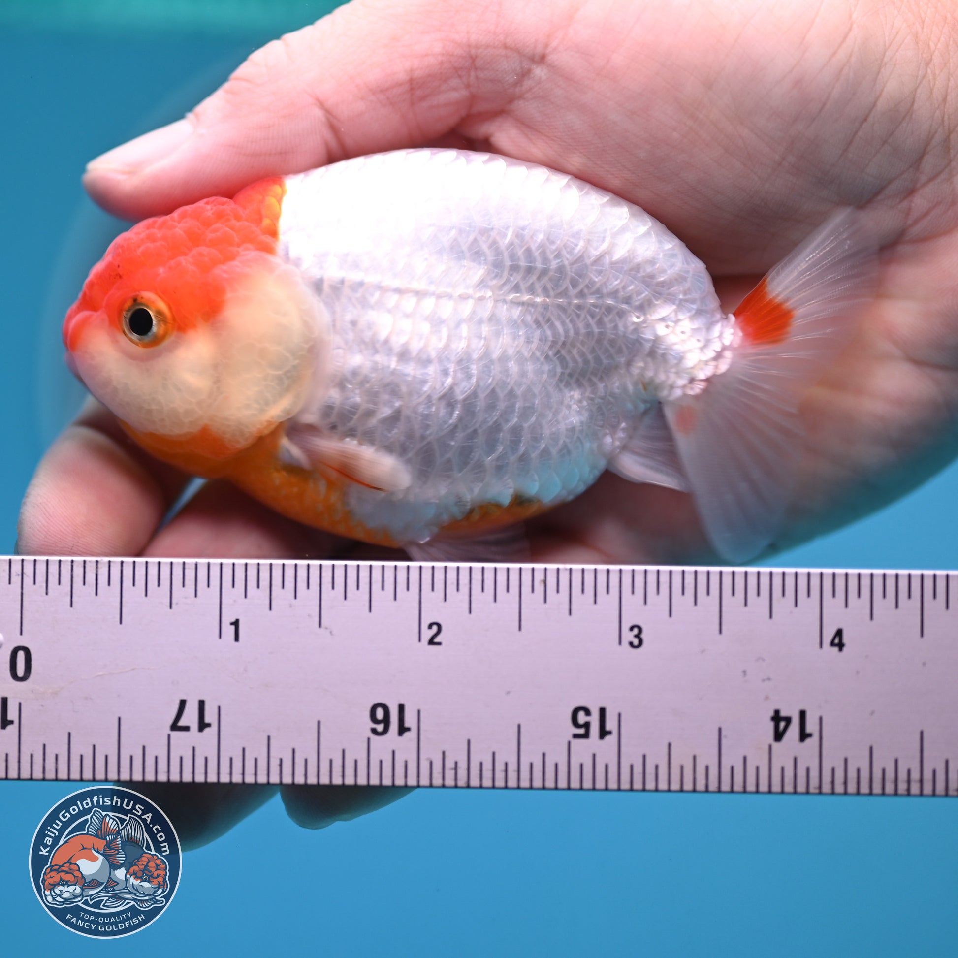 2 Pack Ranchu  3-3.5 inches - Unsexed (241129_RC05) - Kaiju Goldfish USA