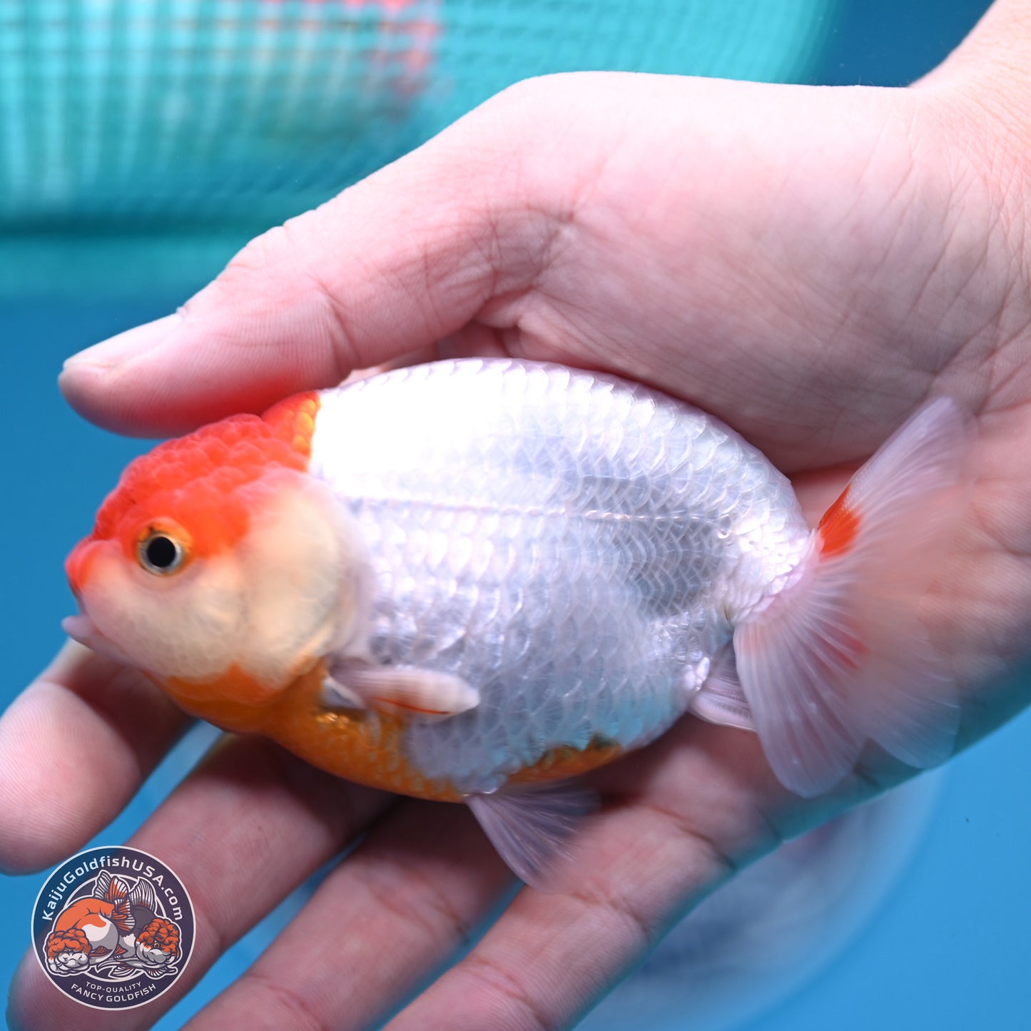 2 Pack Ranchu  3-3.5 inches - Unsexed (241129_RC05) - Kaiju Goldfish USA