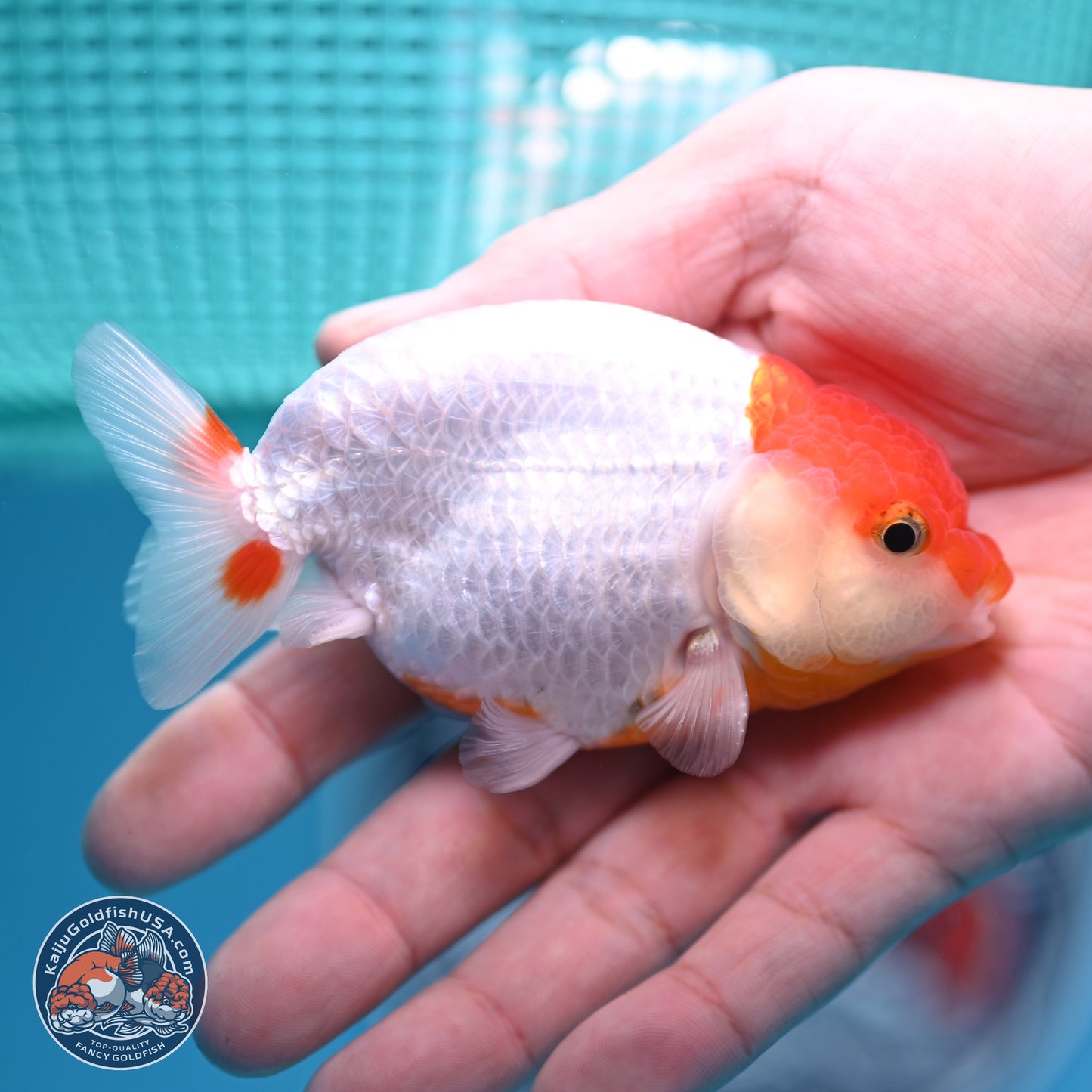 2 Pack Ranchu  3-3.5 inches - Unsexed (241129_RC05) - Kaiju Goldfish USA