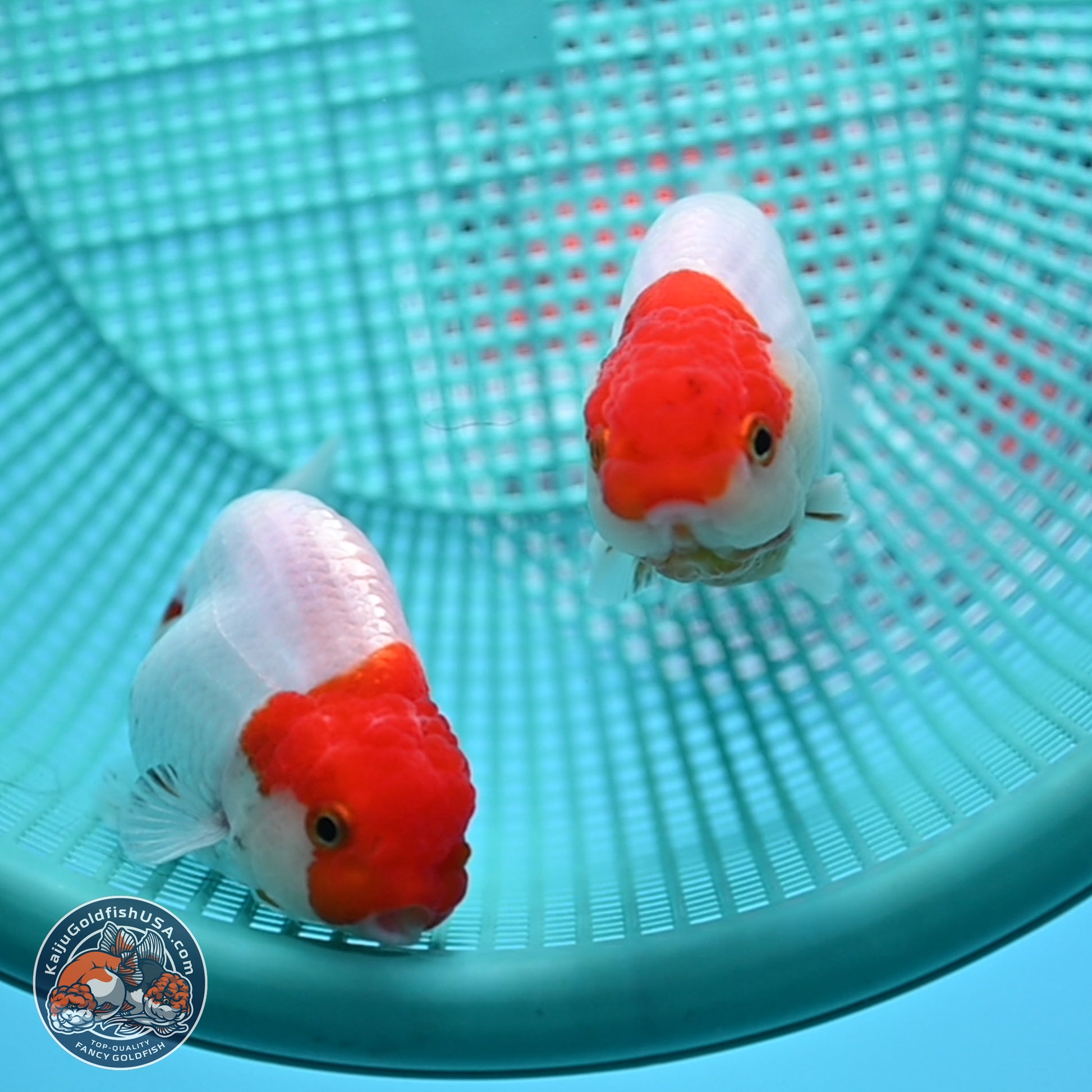 2 Pack Ranchu  3-3.5 inches - Unsexed (241129_RC05) - Kaiju Goldfish USA