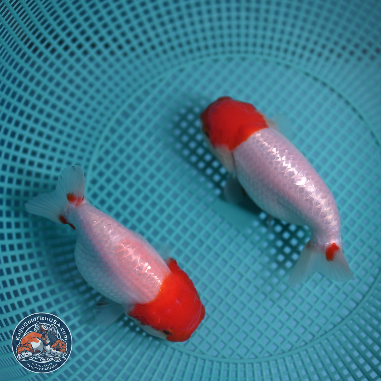 2 Pack Ranchu  3-3.5 inches - Unsexed (241129_RC05) - Kaiju Goldfish USA