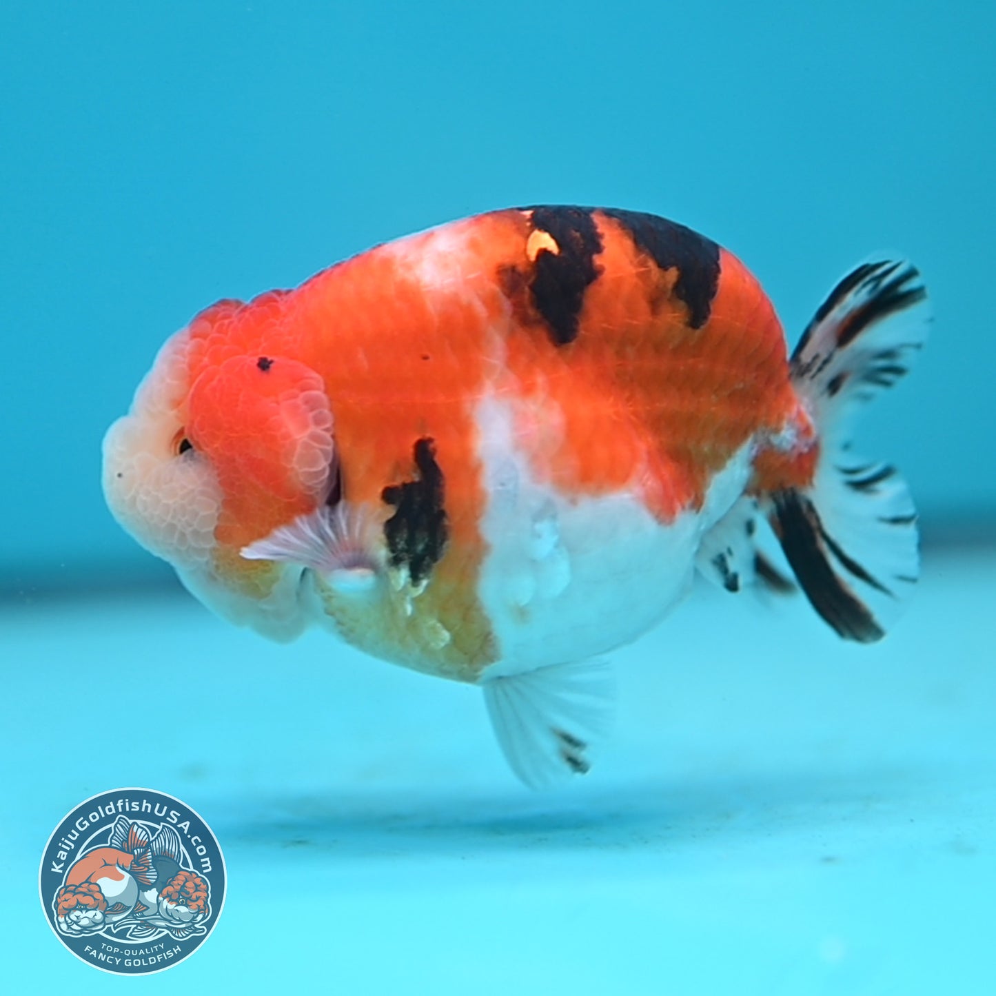 Tricolor Sakura Ranchu 3.5 inches Body (250502_RC05)