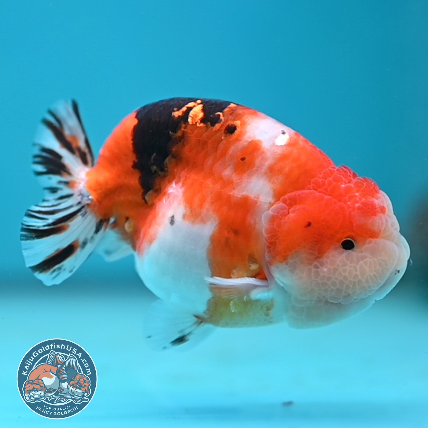 Tricolor Sakura Ranchu 3.5 inches Body (250502_RC05)