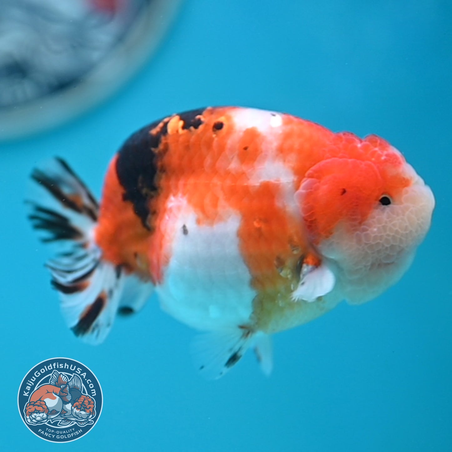 Tricolor Sakura Ranchu 3.5 inches Body (250502_RC05)