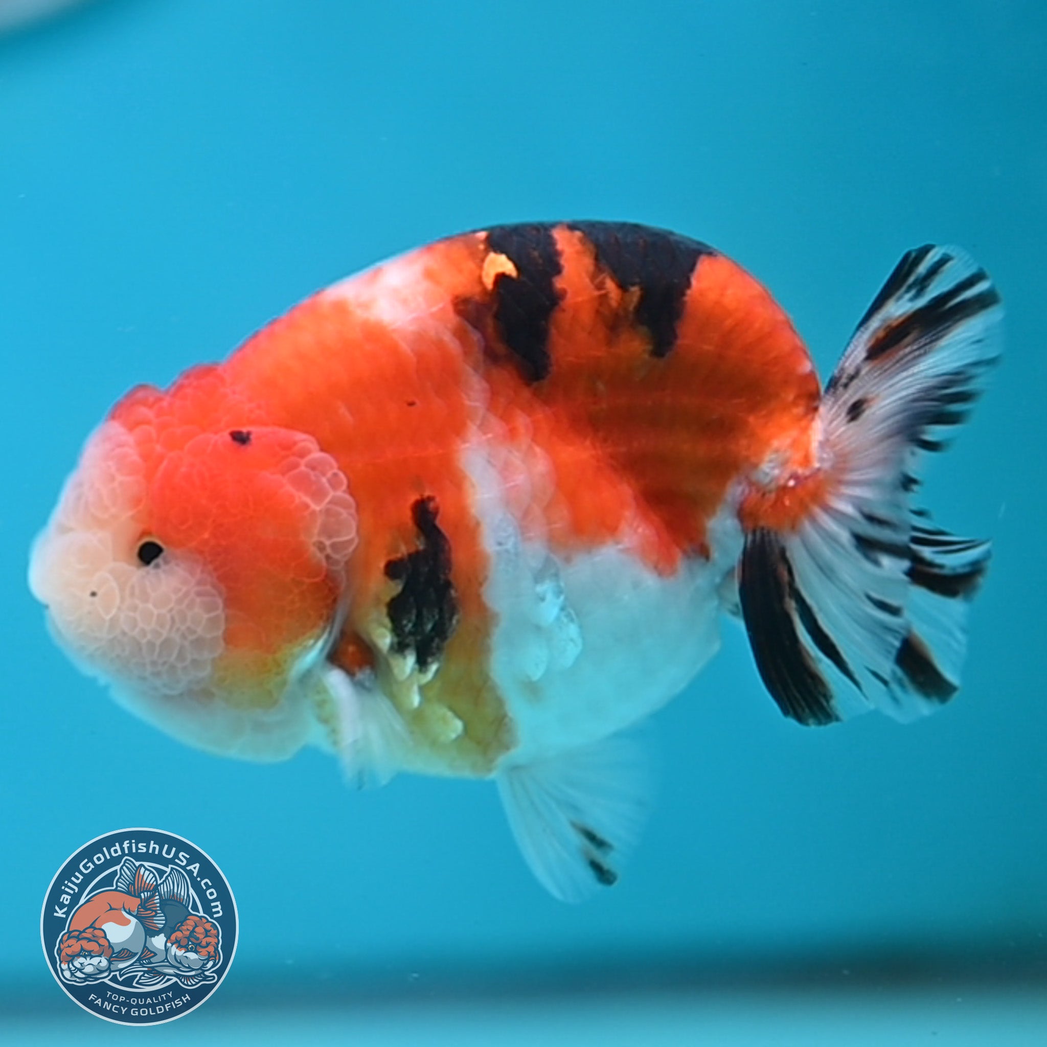 Tricolor Sakura Ranchu Goldfish for Sale | Kaiju Goldfish USA