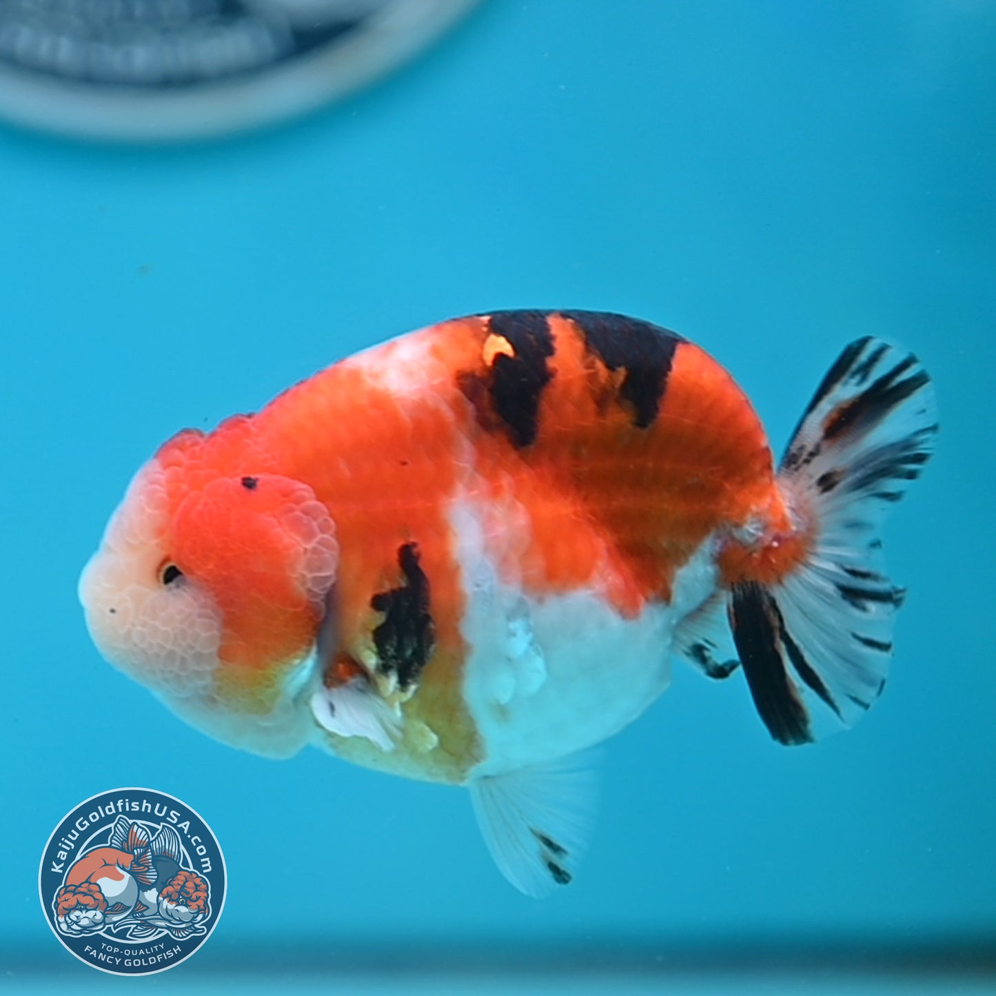 Tricolor Sakura Ranchu 3.5 inches Body (250502_RC05)