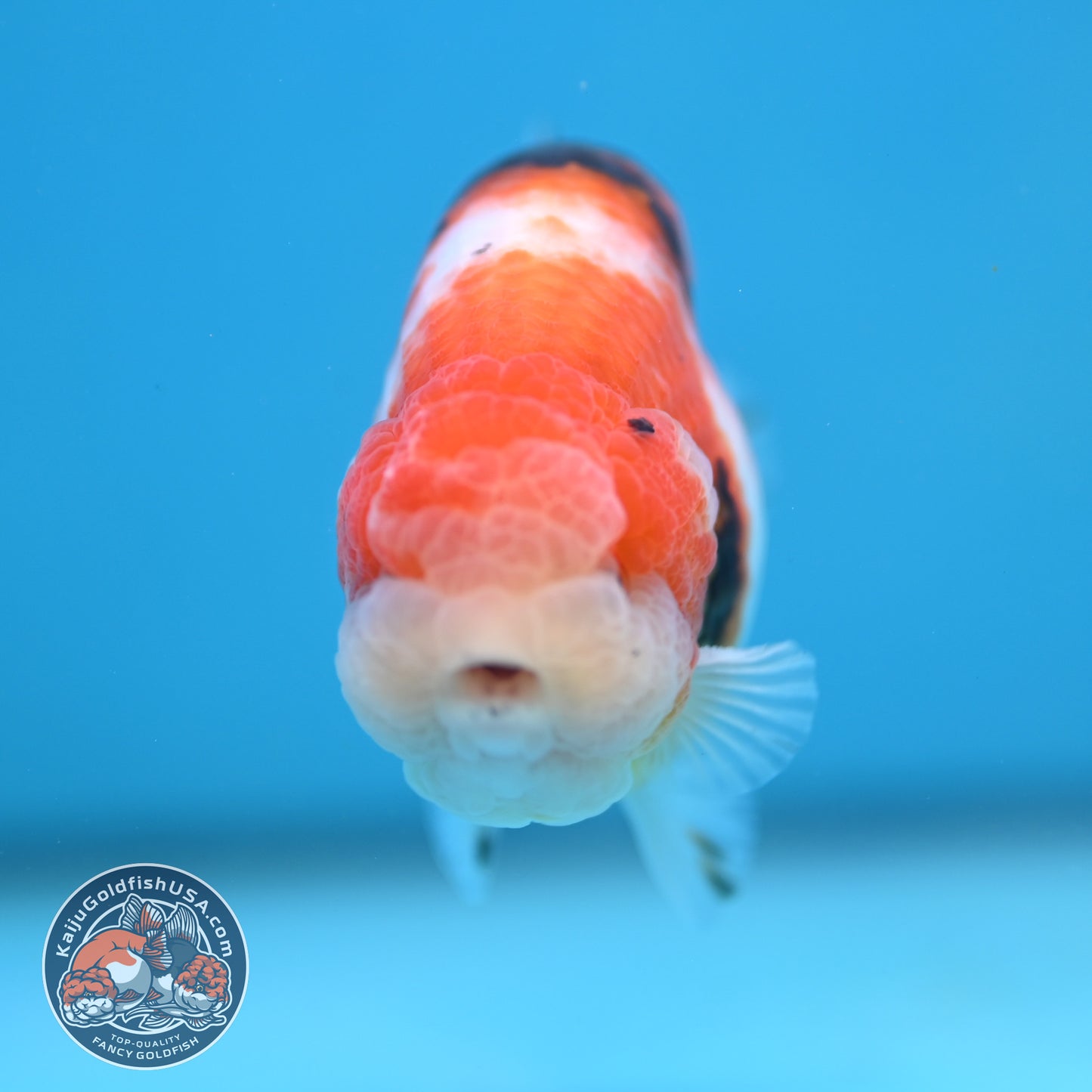 Tricolor Sakura Ranchu 3.5 inches Body (250502_RC05)