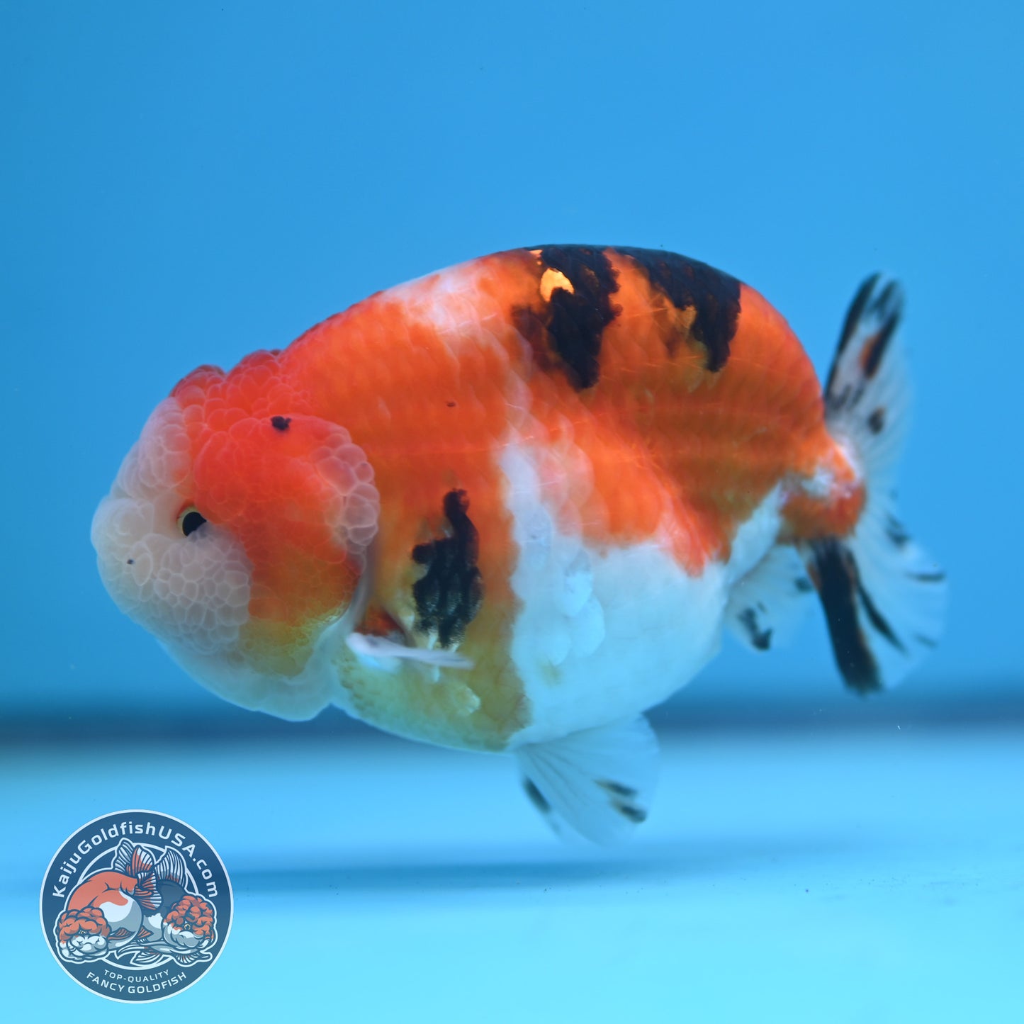 Tricolor Sakura Ranchu 3.5 inches Body (250502_RC05)