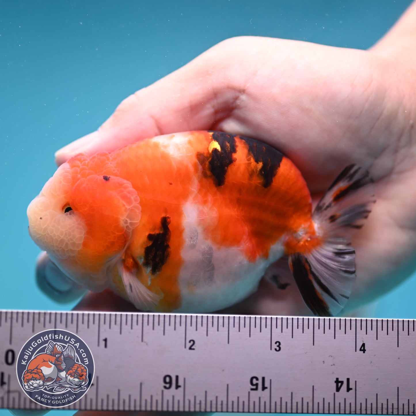 Tricolor Sakura Ranchu 3.5 inches Body (250502_RC05)