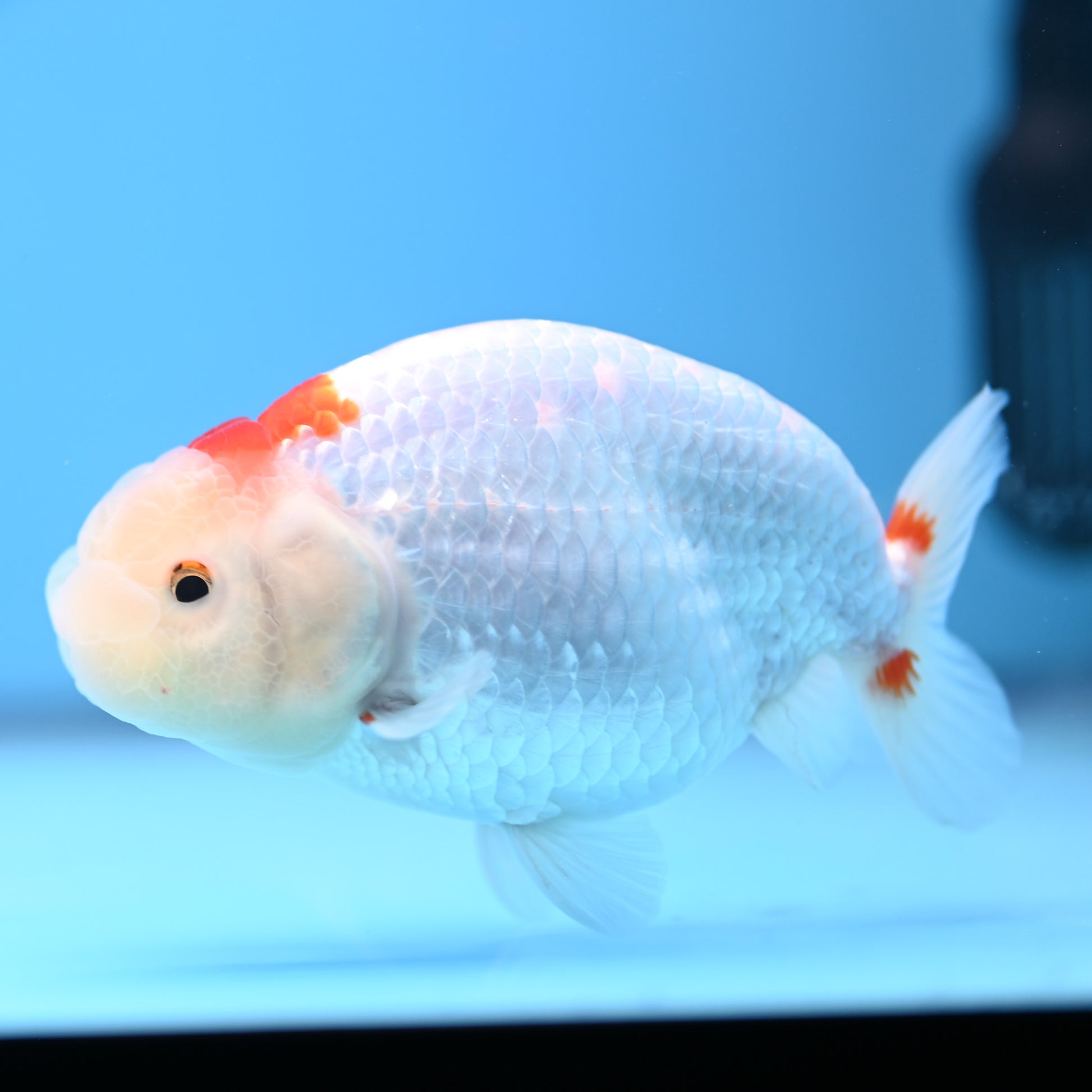 Red White Buffalo Ranchu 4in Body (240704_RC06) - Kaiju Goldfish USA