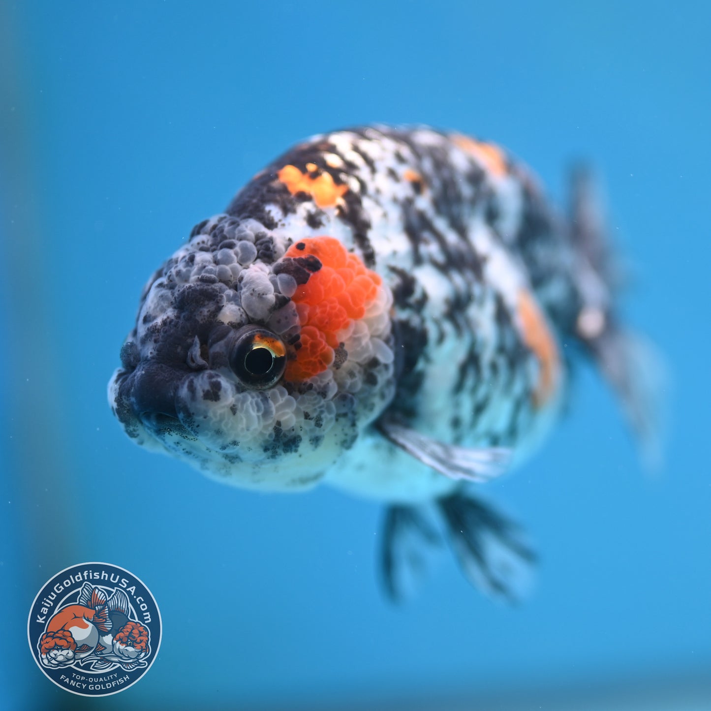 Tricolor Tiger Ranchu 4 inch Body (250926_RC06)