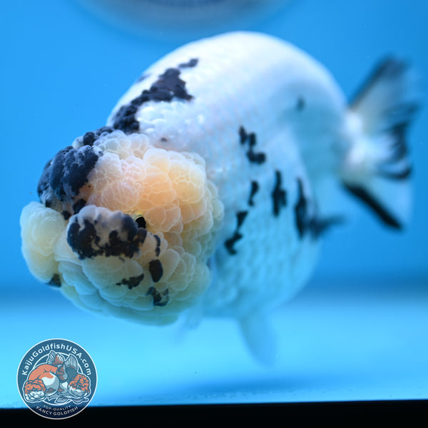Jumbo Panda Ranchu Goldfish for Sale | Kaiju Goldfish USA