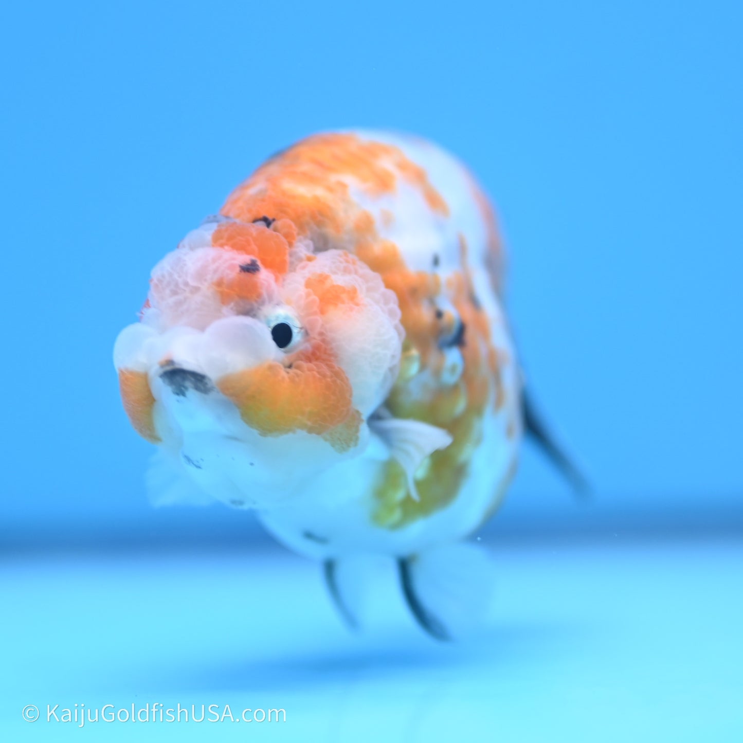 Calico Ranchu 3.5 in Body (240719_RC06) - Kaiju Goldfish USA