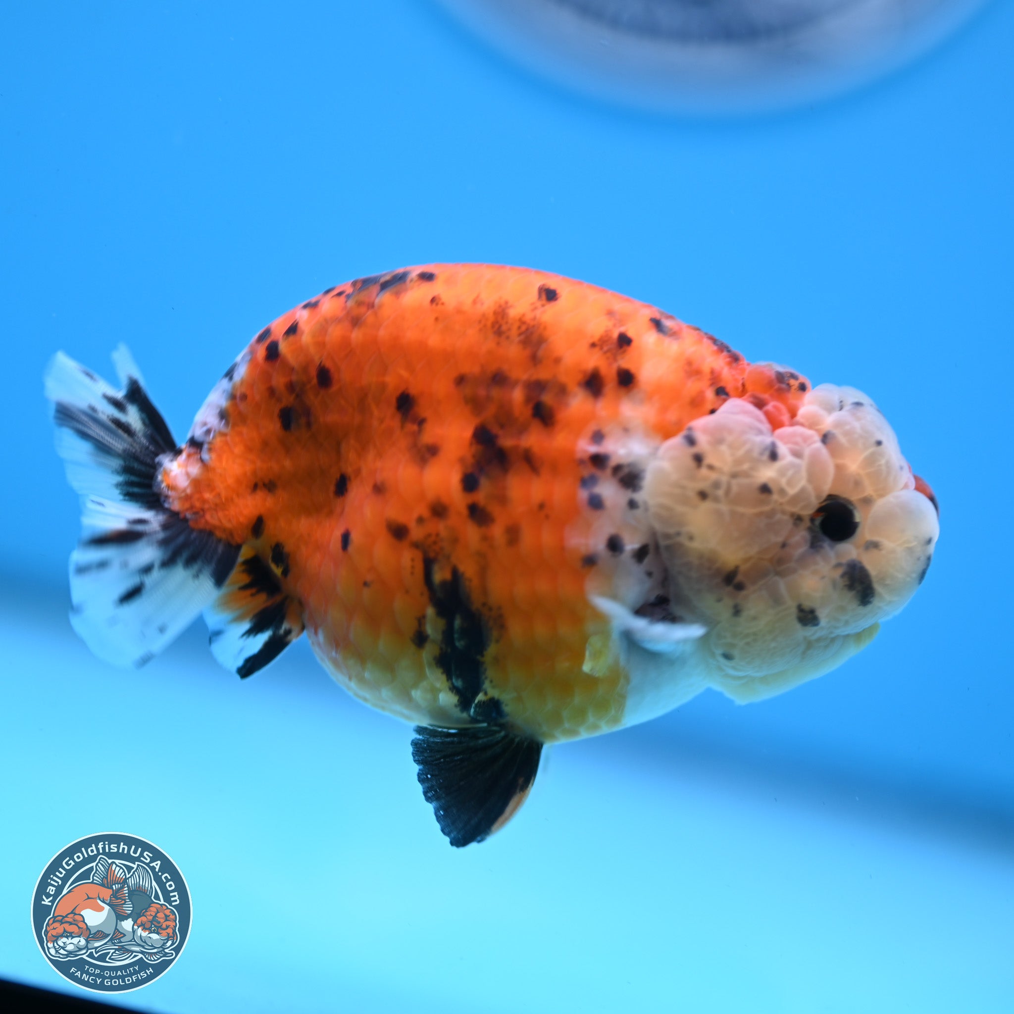 Tricolor Sakura Ranchu Goldfish for Sale | Kaiju Goldfish USA