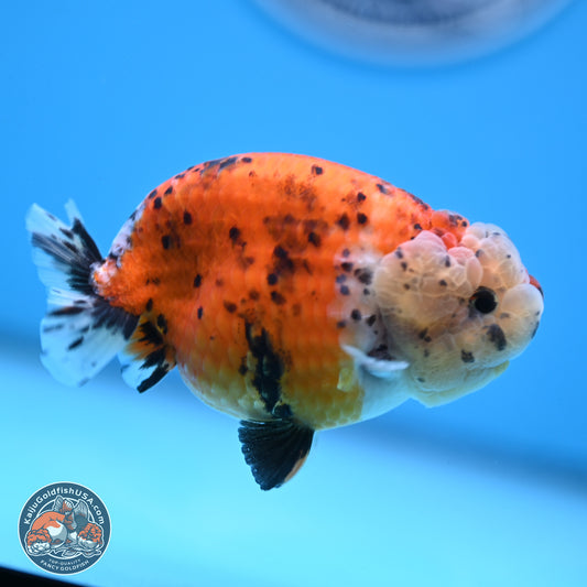 Tricolor Sakura Ranchu 4 inches Body - Female (250228_RC06)