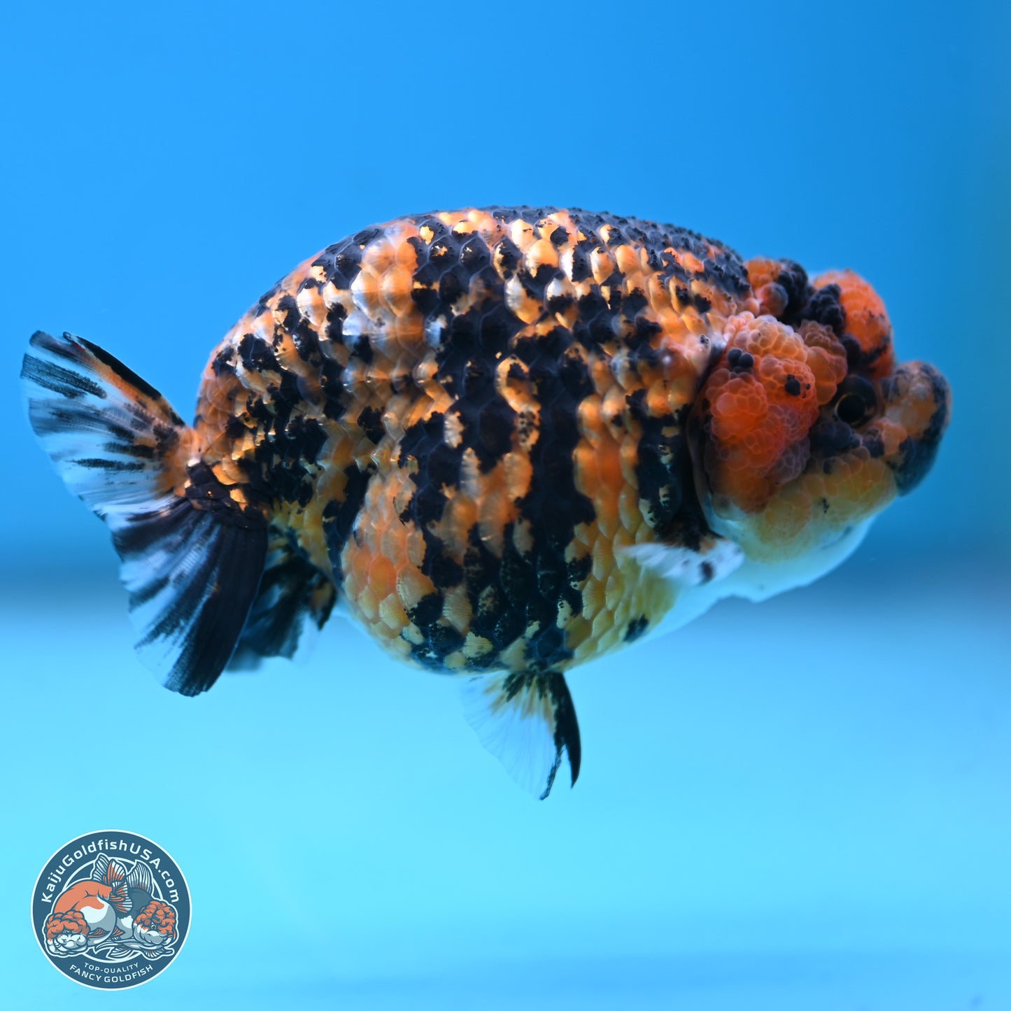 Tiger Ranchu 3.5 inches Body - Female (250117_RC06)