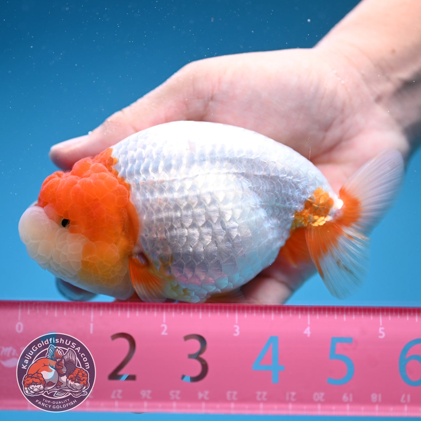 Red Head Jelly Face Ranchu 4.5 inch Body (250912_RC06)