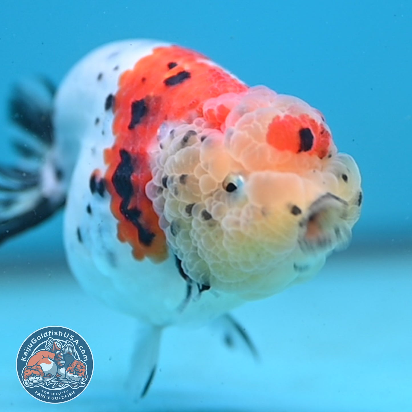 Calico Ranchu 3.5 inch Body (251003_RC06)