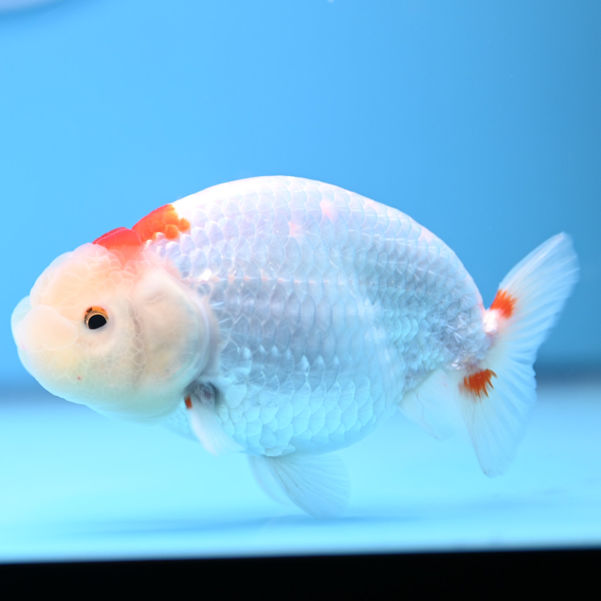 Red White Buffalo Ranchu 4in Body (240704_RC06) - Kaiju Goldfish USA