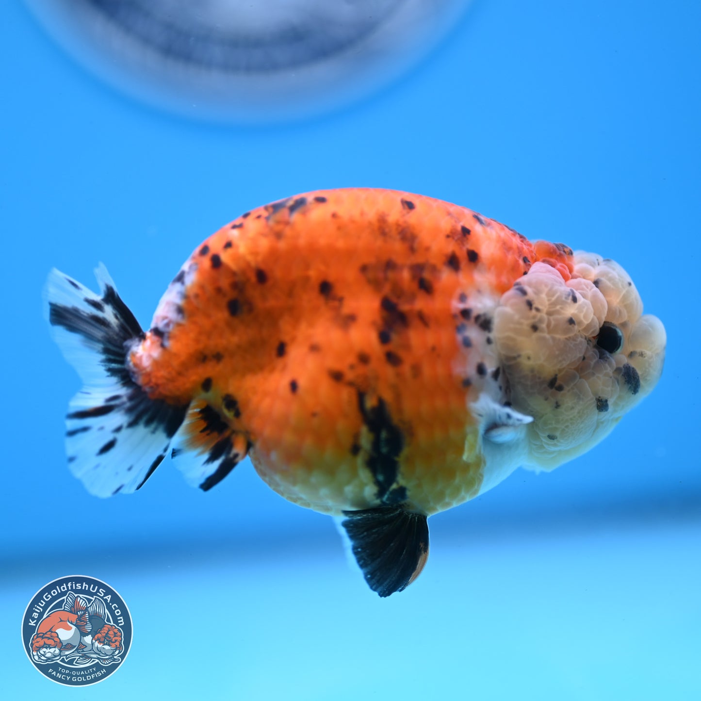 Tricolor Sakura Ranchu 4 inches Body - Female (250228_RC06)
