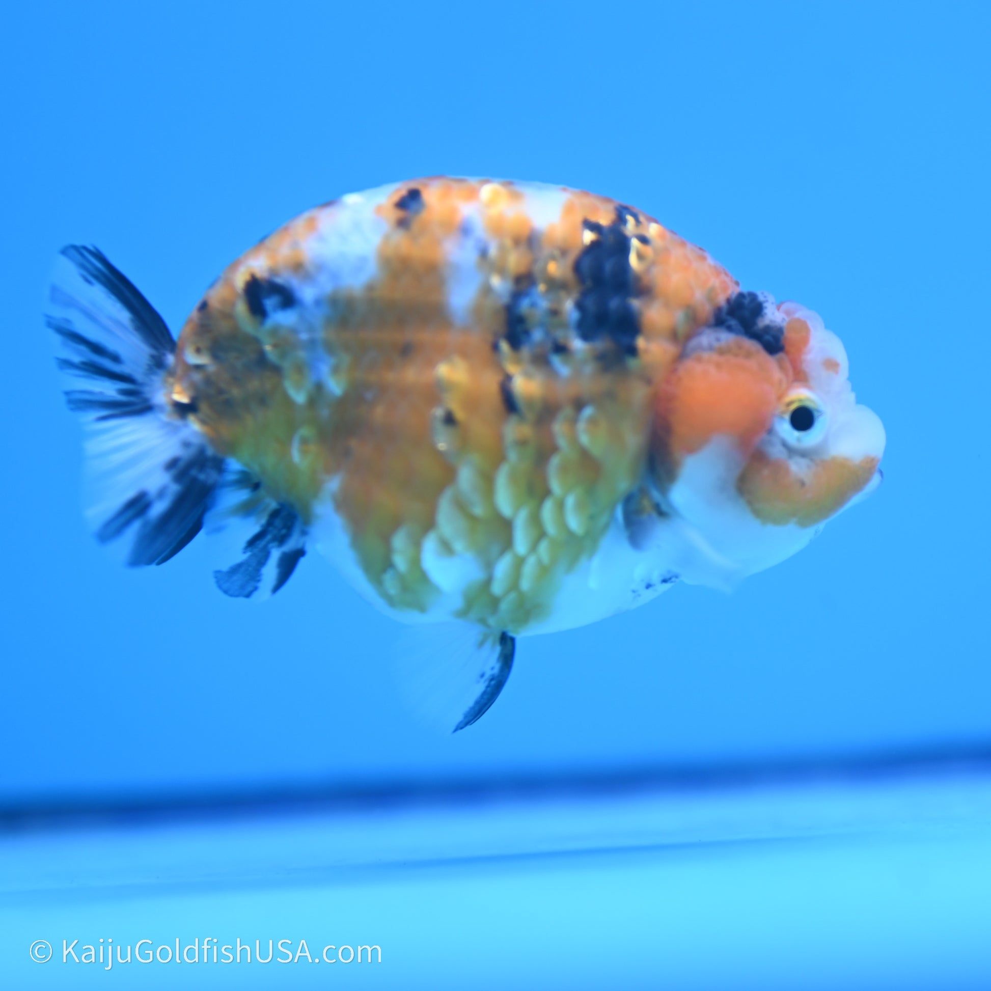 Calico Ranchu 3.5 in Body (240719_RC06) - Kaiju Goldfish USA