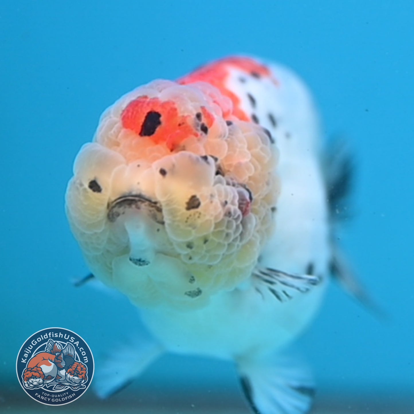 Calico Ranchu 3.5 inch Body (251003_RC06)