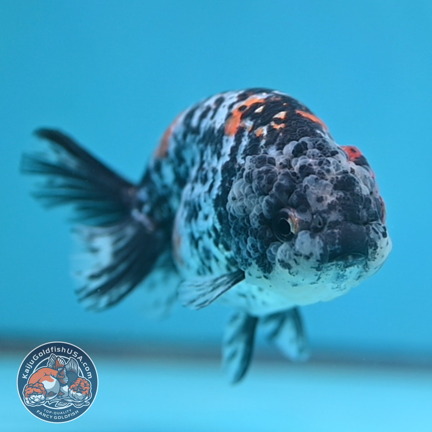 Tricolor Tiger Ranchu 4 inch Body (250926_RC06)