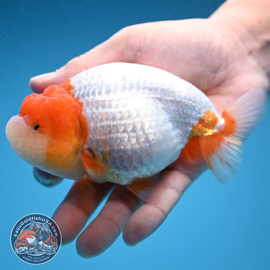 Red Head Jelly Face Ranchu 4.5 inch Body (250912_RC06)