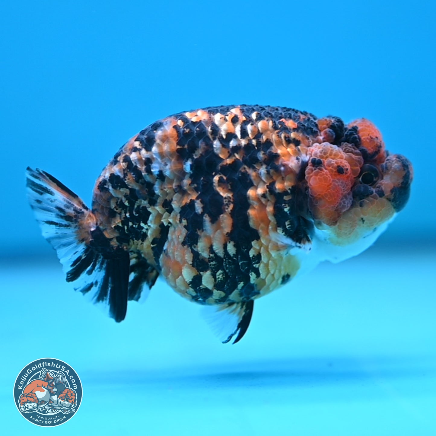 Tiger Ranchu 3.5 inches Body - Female (250117_RC06)