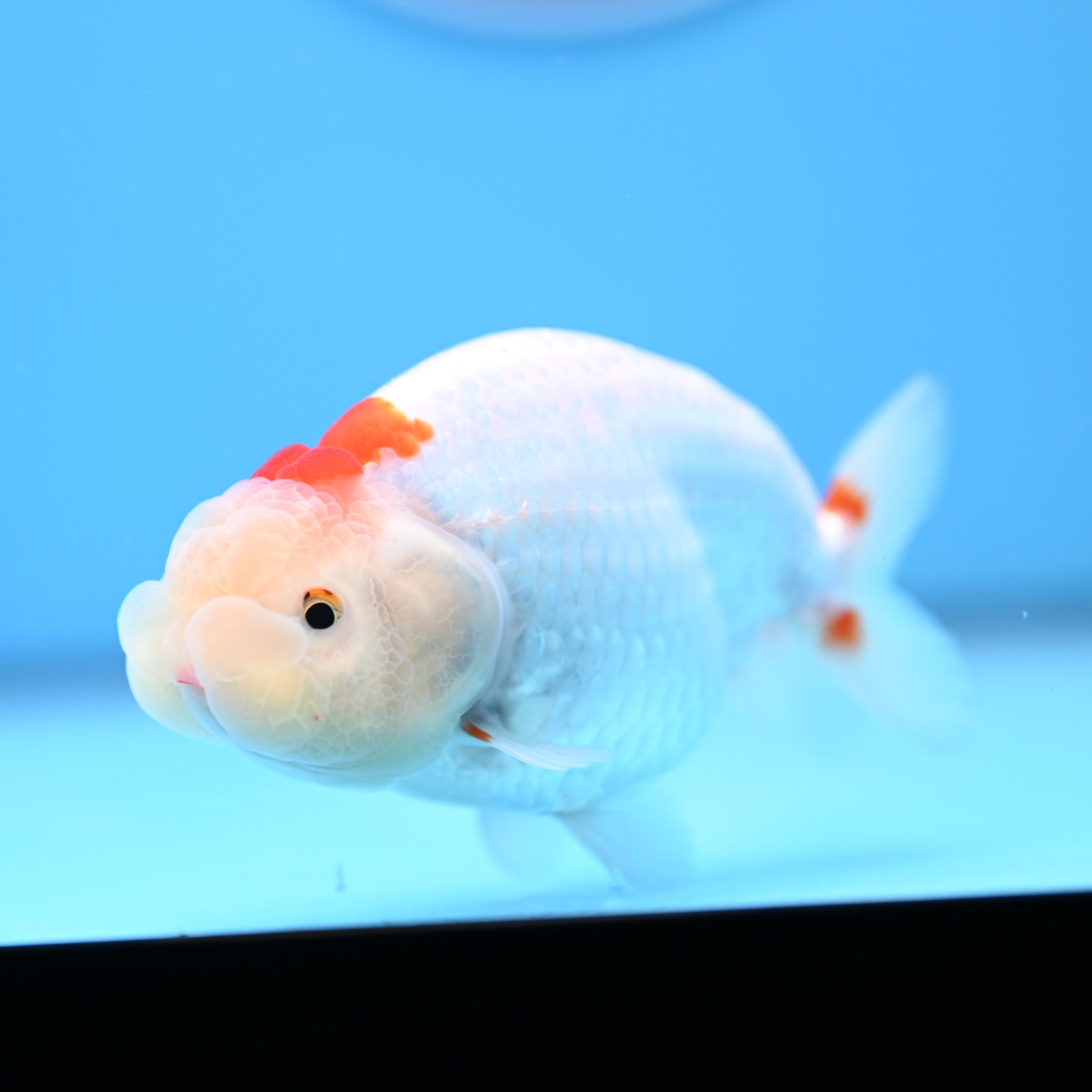 Red White Buffalo Ranchu 4in Body (240704_RC06) - Kaiju Goldfish USA